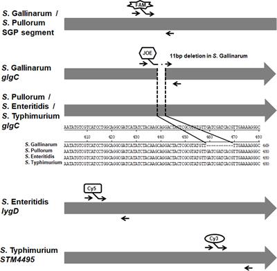 Rapid Detection and Differentiating of the Predominant Salmonella Serovars in Chicken Farm by TaqMan Multiplex Real-Time PCR Assay